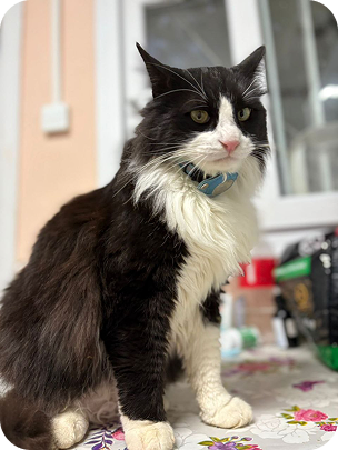 Cat4