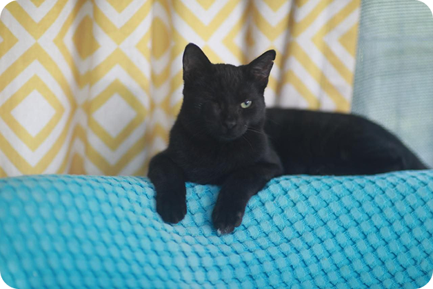 Cat6