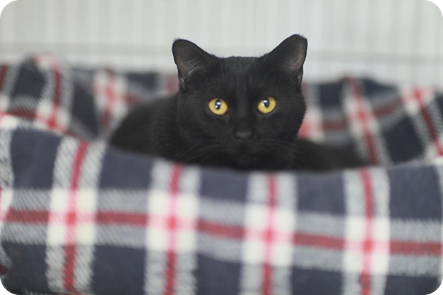 Cat7