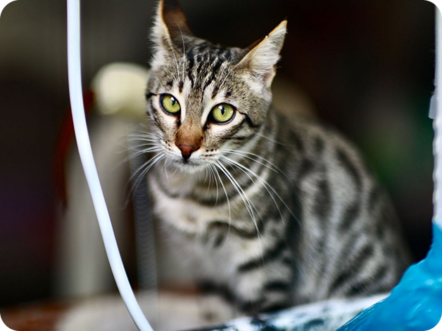 Cat8